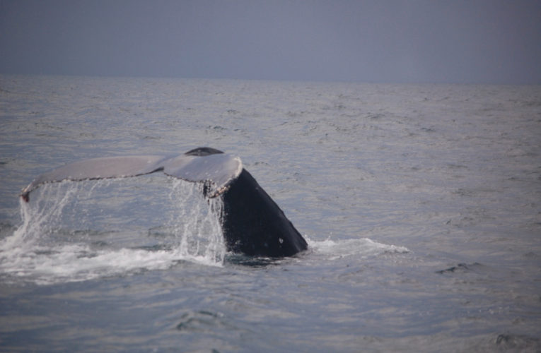 Montreal: A glimpse of hope? CBD and PTSD.