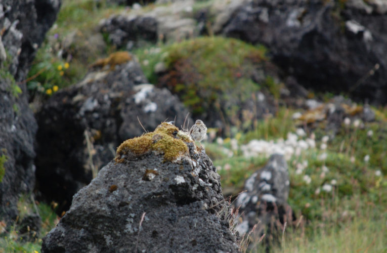 Montreal: Post-school holidays re-set. PTSD self-scan.