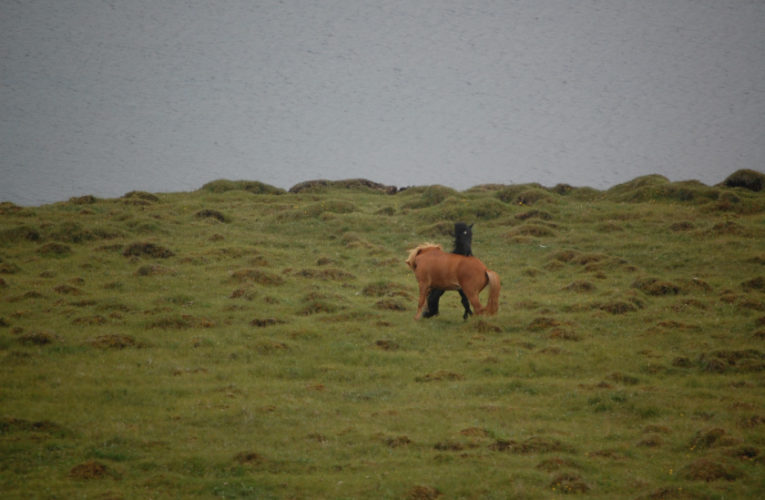 Montreal: The Battle for Harmony When Living With PTSD