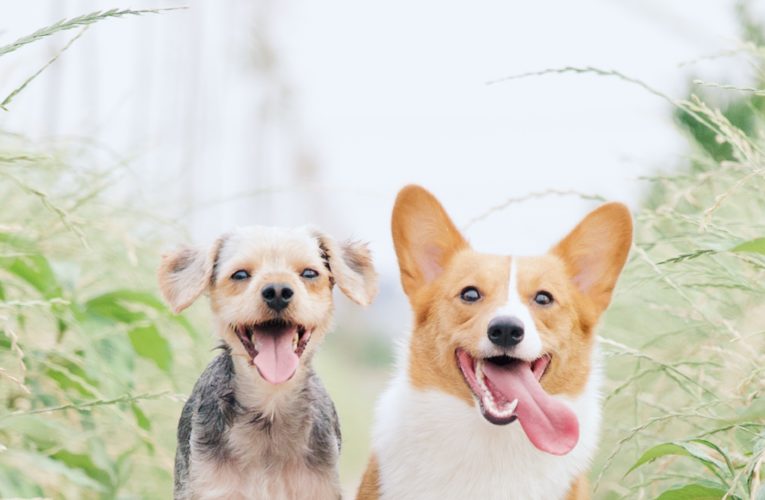 Preventing Home Dog Fights in Montreal